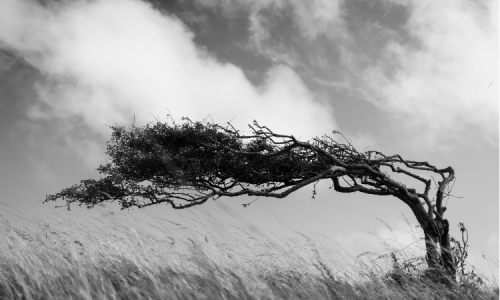 Thumbnail image of New world of funds – where agility and resilience count